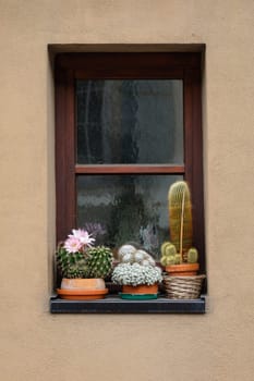 Outdoor window with collection of cacti decorative