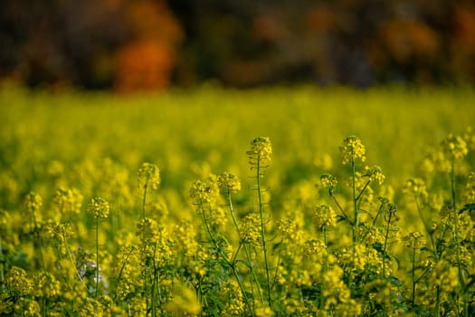 Close-up canola field with yellow flowers scene