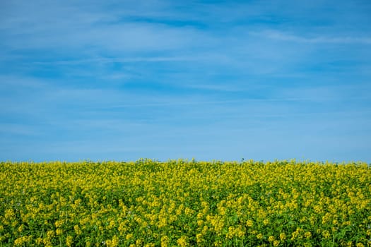 Tranquill landscape canola field in yellow flower and blue sky