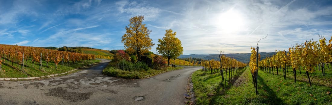 Agriculture road in vineyard in yellow autumn colours and trees scenery