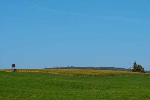 Green meadow with forest and blue sky landscape