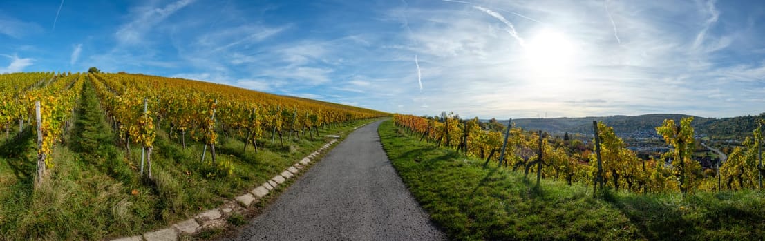 Panoramic landscape scenery vineyard yellow fall with blue sky