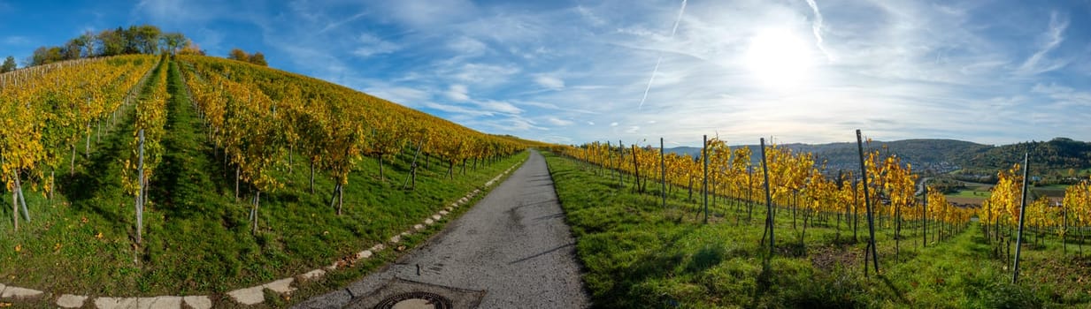 Vineyard in autumn fall with yellow foliage scenery and blue sky