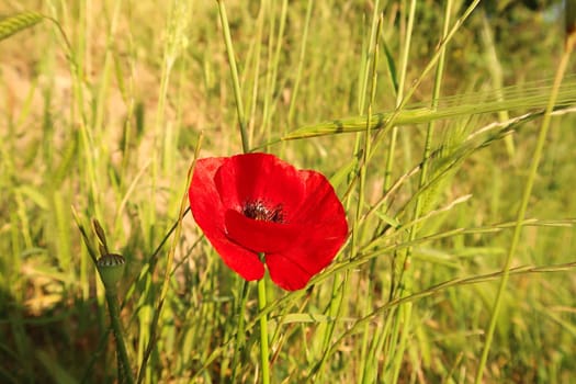 Beautiful red poppy blooming close to Ephesus, Selcuk, Turkey 2022