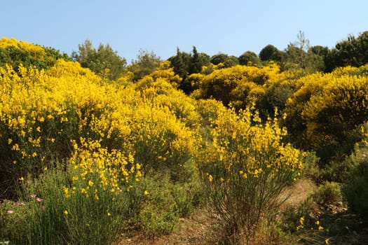 Beautiful path, surrounded by yellow flowers blossoms leading up to the famous House of Virgin Mary in Selcuk, Turkey 2022