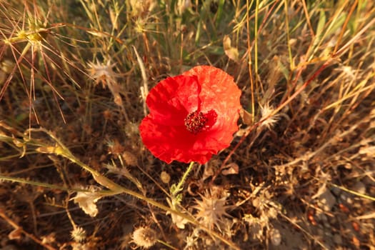 Beautiful red poppy growing blooming close to Ephesus, Selcuk, Turkey 2022