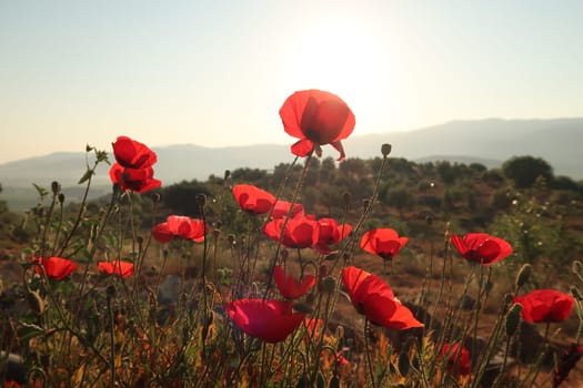 A bunch of red poppies blooming close to Ephesus, Selcuk in the early morning sun, Turkey 2022