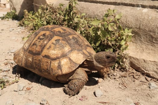 Tortoise Turtle at the archaeological site of Ephesus near Selcuk, Turkey 2022