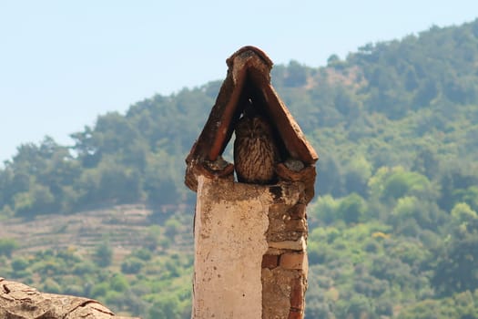 Little owl sitting in a traditional chimney of a house in Sirince, Izmir province, Turkey