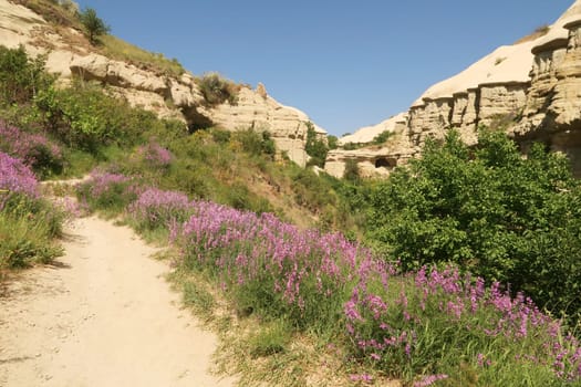The lush vegetation in a gorge of the famous Pigeon Valley, Güvercinlik Vadisi between Göreme and Uchisar, Cappadocia, Turkey 2022