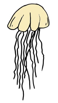 Colored hand drawn jellyfish isolated on white background.