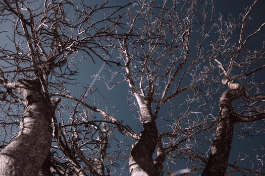 several bare trees with intricate branches reaching upwards against a clear sky. The trees have rough, textured bark and are devoid of leaves, a sense of emptiness or desolation.