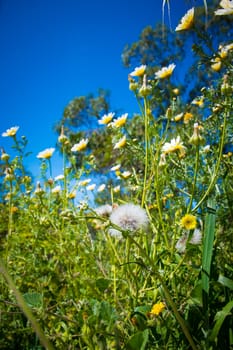 Vertical low angle view of a flower field with dandelion seed head in the foreground.