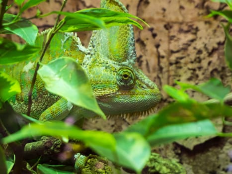 Side head view of a Yemen chameleon (lat: Chamaeleo calyptratus) well camouflaged between green branches and leaves.