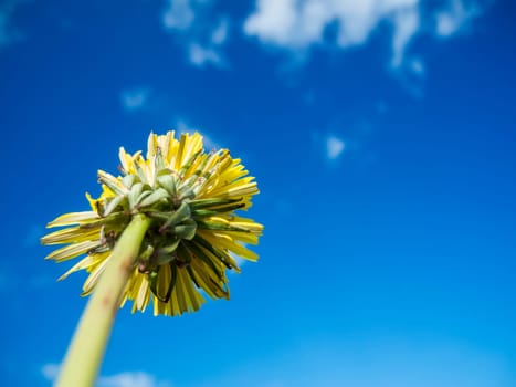 Bottom view of a dandelion flower (Latin: Taraxacum) against a blue sky with small white clouds.