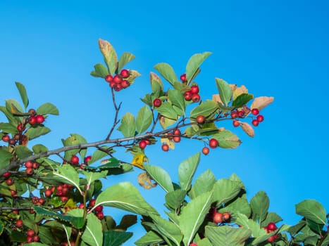 Bottom view of the fruits of the common cotoneaster (Latin: Cotoneaster integerrimus) ripening on branches against a blue sky.