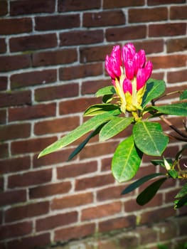 Single branch of a rhododendron with red flowers and green leaves in the sunlight in front of an out of focus brick wall.