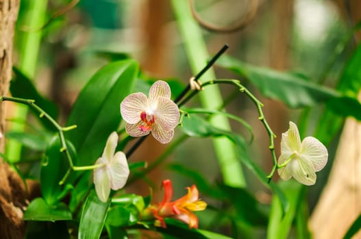 Orchid flowers on a branch against a natural green background with branches and twigs.