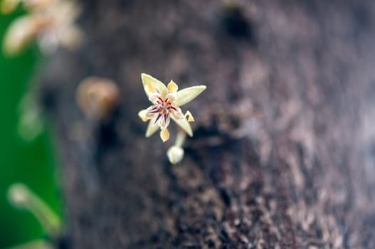 Macro view of a single blossom on the tree trunk of the cocoa tree (Latin: cocoa tree (lat: Theobroma cacao) with several flowers in the blurred background.