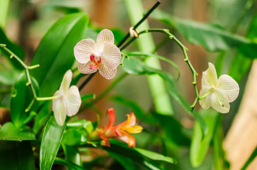 Finely patterned orchid flowers on a branch against a natural green background with branches and twigs.