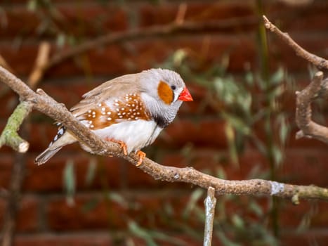 Lateral full-length view of a male Timorese zebra finch (Latin: Timorese zebra finch) on a branch in front of a blurred house wall.