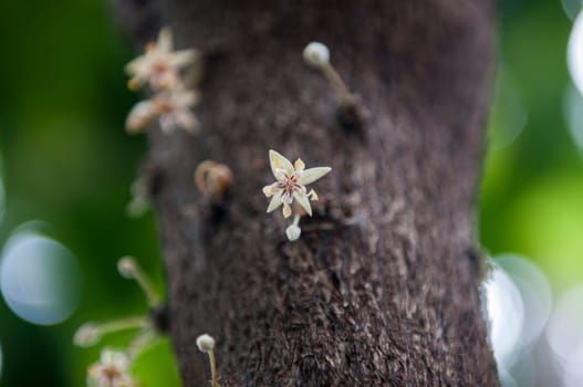 Focus on a single blossom on the tree trunk of the cocoa tree (Latin: cocoa tree (lat: Theobroma cacao) with several flowers in the blurred background.