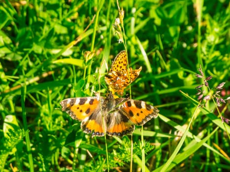 Close-up view of an Emperor's Mantle butterfly (Latin: Argynnis paphia) and a Lesser Fox butterfly (Latin: Aglais urticae) touching each other between grasses.