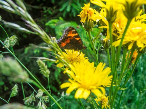 Close-up view of a small fox butterfly (Latin: Aglais urticae) sitting on a flower of the umbel hawkweed (Latin: Hieracium umbellatum) with folded wings in summer in Brandenburg.