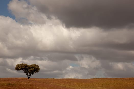 lonely tree in a alentejo farm, the south of portugal