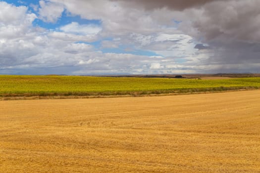view of a crop field in the north of Spain