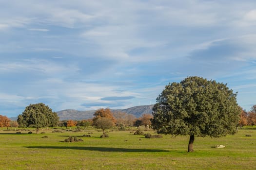 Cork oak trees (Quercus suber) in the landscape, Extremadura, Spain, Europe