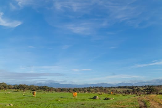 Cattle in a meadow near Caceres. Extremadura, Spain.