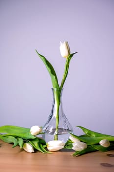 A white tulip in a glass vase with water, some tulips lie on the table, against a light background