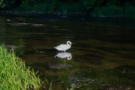 A white swan (Cygnus) stands in the shallow water of a small river in green nature