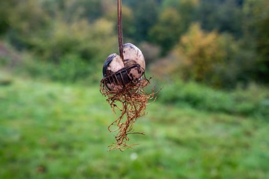 Avocado (Persea americana) core with roots against a green background