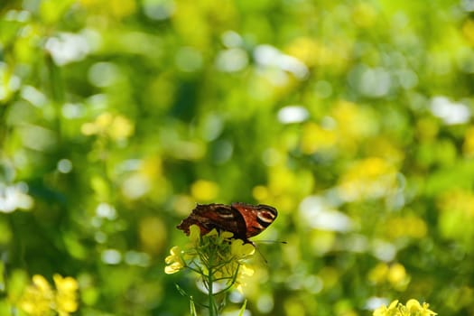 Underside of a European peacock ( Aglais io ) butterfly on yellow mustard flower