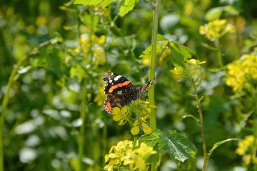 An Admiral butterfly ( Vanessa atalanta ) sits among yellow mustard flowers in a field