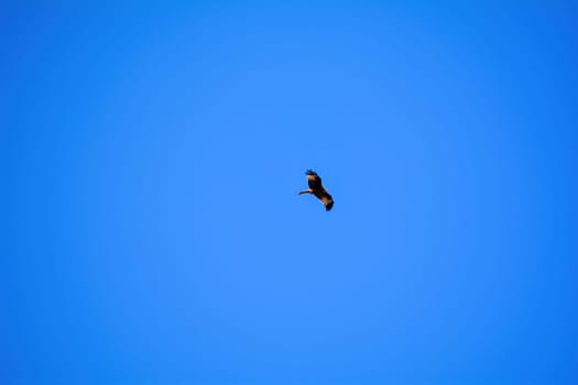 Red kite ( Milvus milvus ) flying high in the blue sky