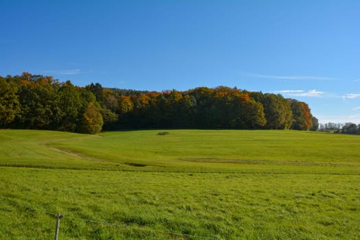 Landscape with green meadow , blue sky and trees