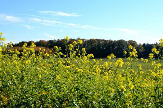 Yellow flowers of a mustard plant (Sinapis) in the field in nature, blooming time in autumn