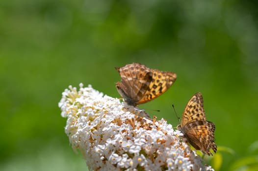 Butterfly "Emperor Mantle"" (Argynnis paphia) on white buddleia in green nature"