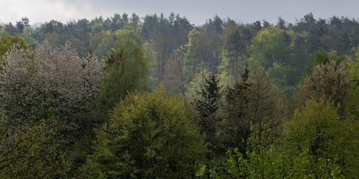 Different trees in a forest