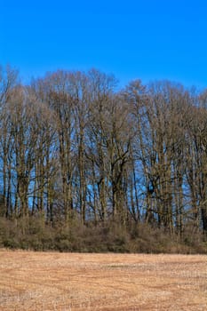 Bare branches of a few trees with a stubble field and blue sky