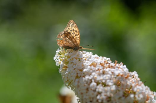 Butterfly "Emperor Mantle"" (Argynnis paphia) on white buddleia in green nature"