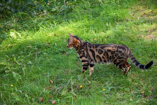 A Bengal cat in nature on a green meadow