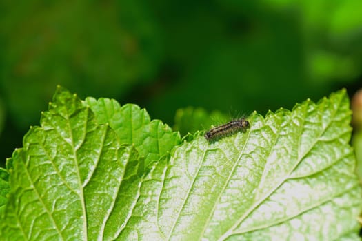 A caterpillar on a green leaf in the nature