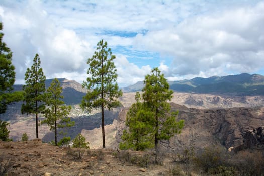Canarian pine ( Pinus canariensis ) on a mountain on the island of Gran Canaria in Spain