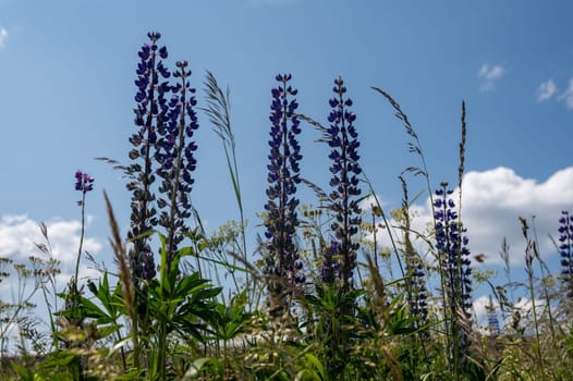 Green meadows with purple lupins in the high Rhoen, Bavaria, Germany