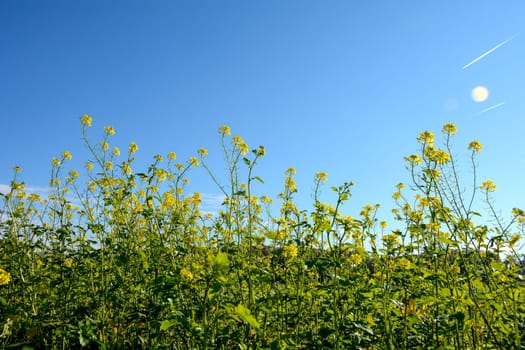 Yellow flowers of a mustard plant (Sinapis) in the field in nature, blooming time in autumn