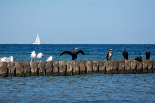 Cormorants ( Phalacrocoracidae ) and seagulls sit on wooden breakwaters, in the background a sailing ship, on the Baltic Sea coast on the island of Poel near Timmendorf, Germany